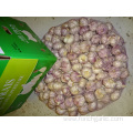 Export Standard Normal White Garlic New Crop